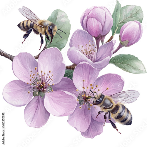 watercolor of Bees Flying Spring Blossoms, vector, isolated on a white background.