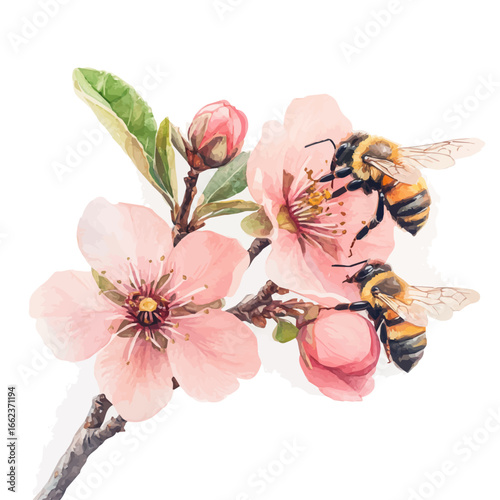 Bees Flying Spring Blossoms, watercolor illustration vector, isolated on a white background.