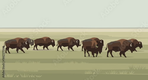 Bison herd migration great plains wildlife illustration open grassland side view nature conservation. Vector illustration