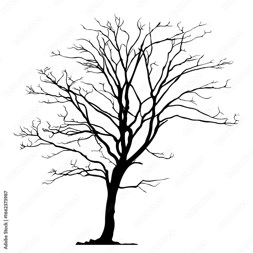 Obraz premium Silhouette of a tree without leaves.Vector illustration.