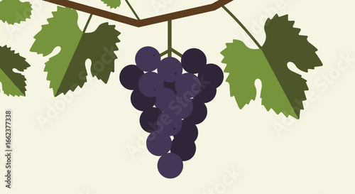 Harvesting juicy grapes vineyard digital illustration natural environment close-up food art. Vector illustration