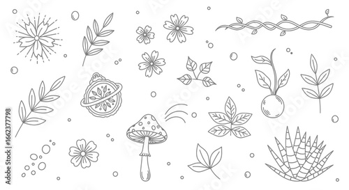 A collection of hand-drawn botanical illustrations in a delicate line art style, featuring flowers, leaves, a mushroom, and other nature elements.