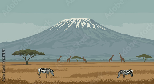 Zebras grazing under giraffes by mount kilimanjaro nature landscape peaceful savannah environment wildlife viewpoint. Vector illustration