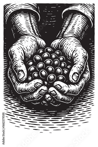 Linocut illustration of weathered farmer hands holding freshly harvested coffee cherries in rustic style