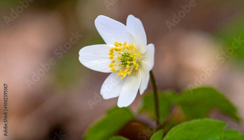 Close-up of a delicate white flower