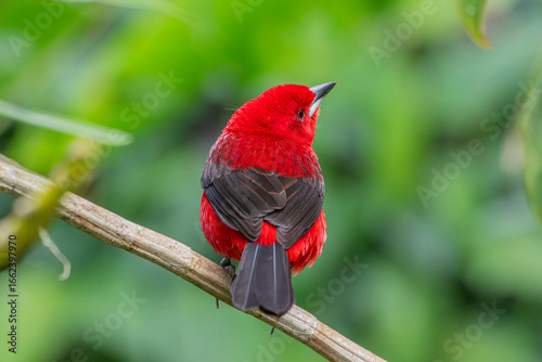 Braziliian Tanager or Tiê-Sangue bird of the Atlantic Forest - Male - South East Brazil - South America (Ramphocelus bresilia)