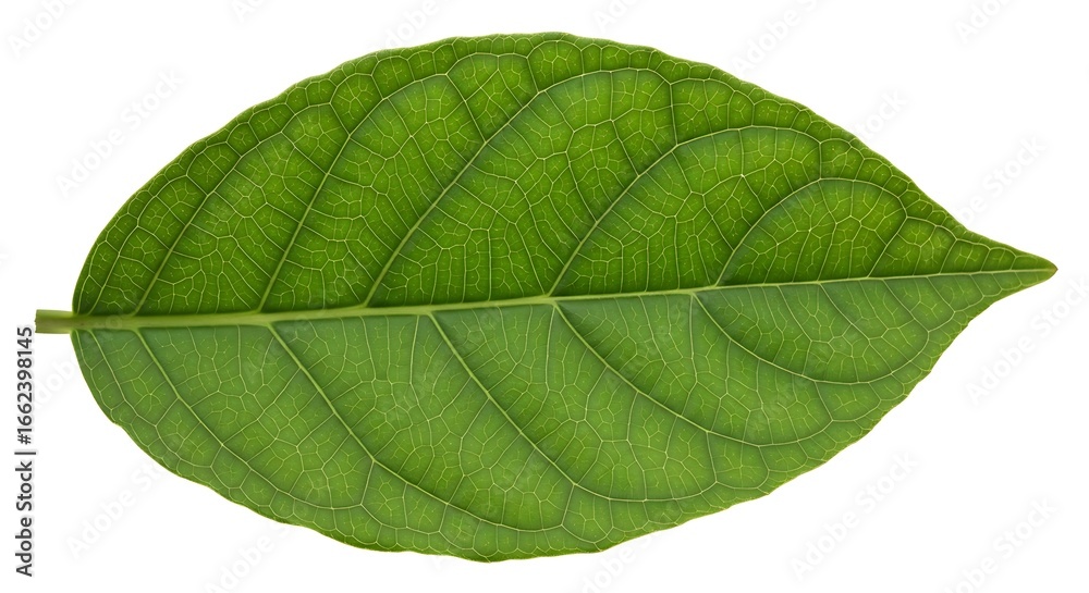 Obraz premium Close-up of a Vibrant Green Leaf with Detailed Veins on White