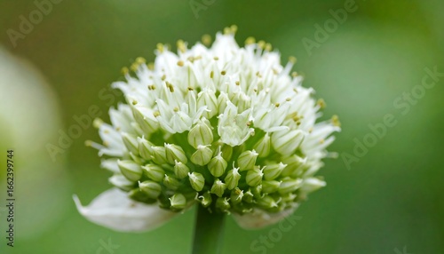 Close-up of a bulbous white flower