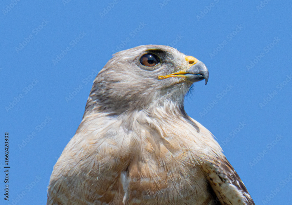 Naklejka premium red shouldered hawk