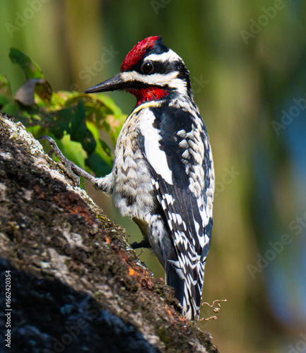 Yellow bellied sapsucker