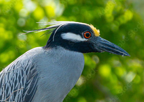 Yellow crowned night heron close up 