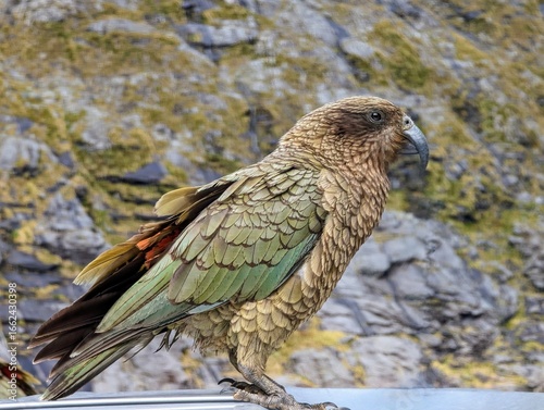 Kea, New Zealand