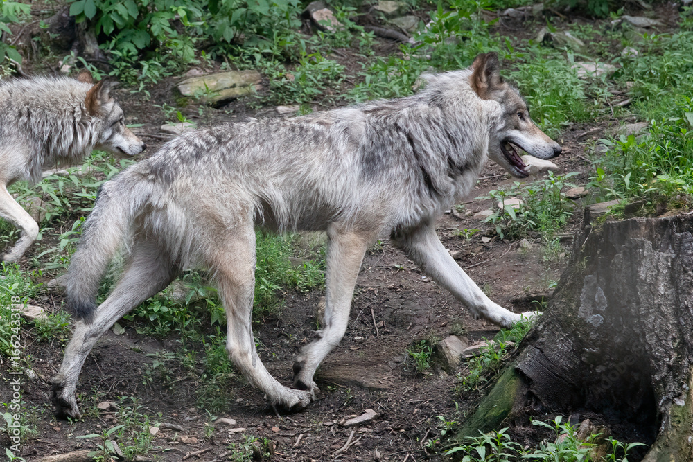 Fototapeta premium Gray Wolves Canis lupus Walking in Forest Wildlife Wolf Photography