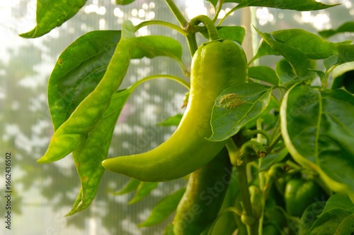 Sweet pepper growing on a bush, horizontal photo, close-up. Autumn home harvest, farming, garden and vegetable garden. Vegetarian food and proper nutrition, vegetables for salad