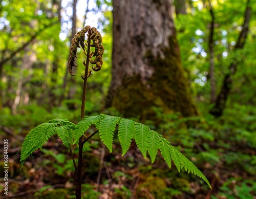 Young fern in a forest floor