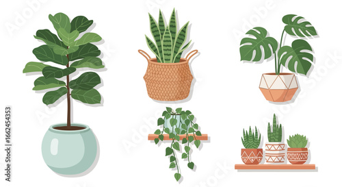 Collection of potted houseplants in various styles and containers.