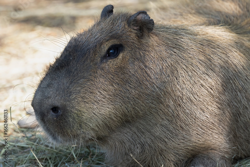 Wallpaper Mural Capybara Hydrochoerus Hydrochaeris Wildlife Photography Torontodigital.ca
