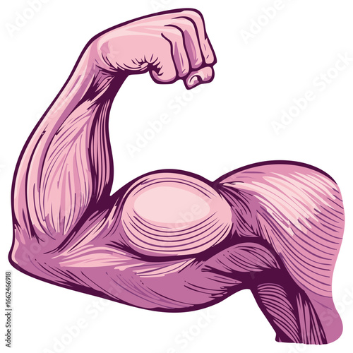 Muscular arm flexing showing biceps and strength vector illustration, power and body building, healthcare fitness training
