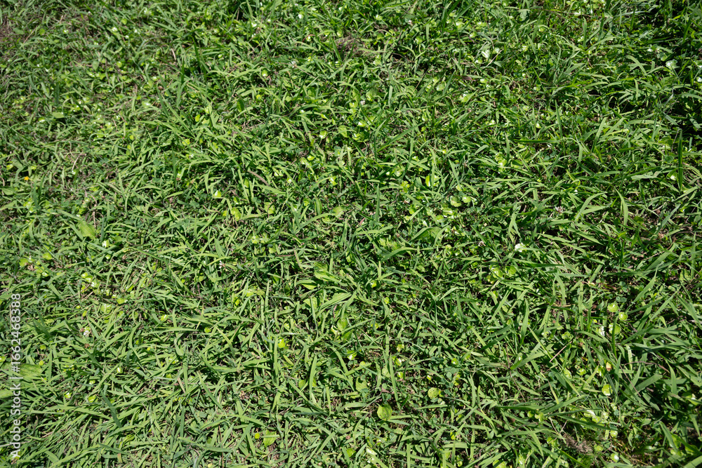 Lush green grass lawn under bright sunlight