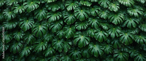 Fototapeta Naklejka Na Ścianę i Meble -  Tropical monstera foliage background with lush dark green jungle leaves forming natural botanical pattern, exotic greenery wall, and dense rainforest vegetation design perfect for eco friendly and nat