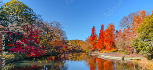 東京・井の頭公園の紅葉とメタセコイアのある秋景色