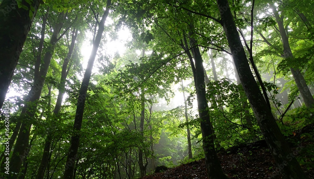 Fototapeta premium Lush forest canopy view
