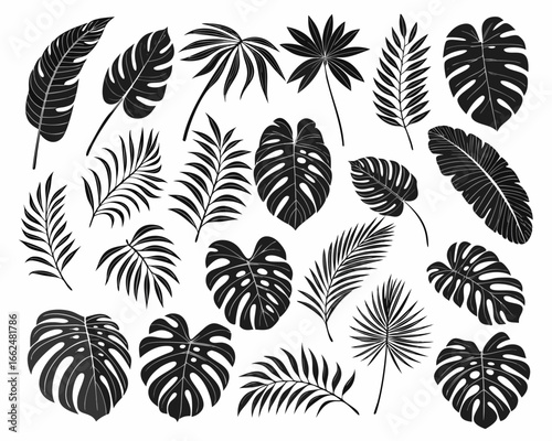 Collection of black silhouette tropical leaves on white background