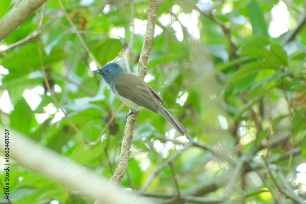 Fototapeta premium Black-naped Monarch perched on a branch in forest in Taipei City