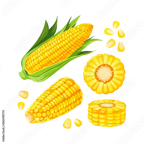 Detailed illustration of corn cob segments with shining yellow kernels, representing nutrition, freshness, and delicious natural food