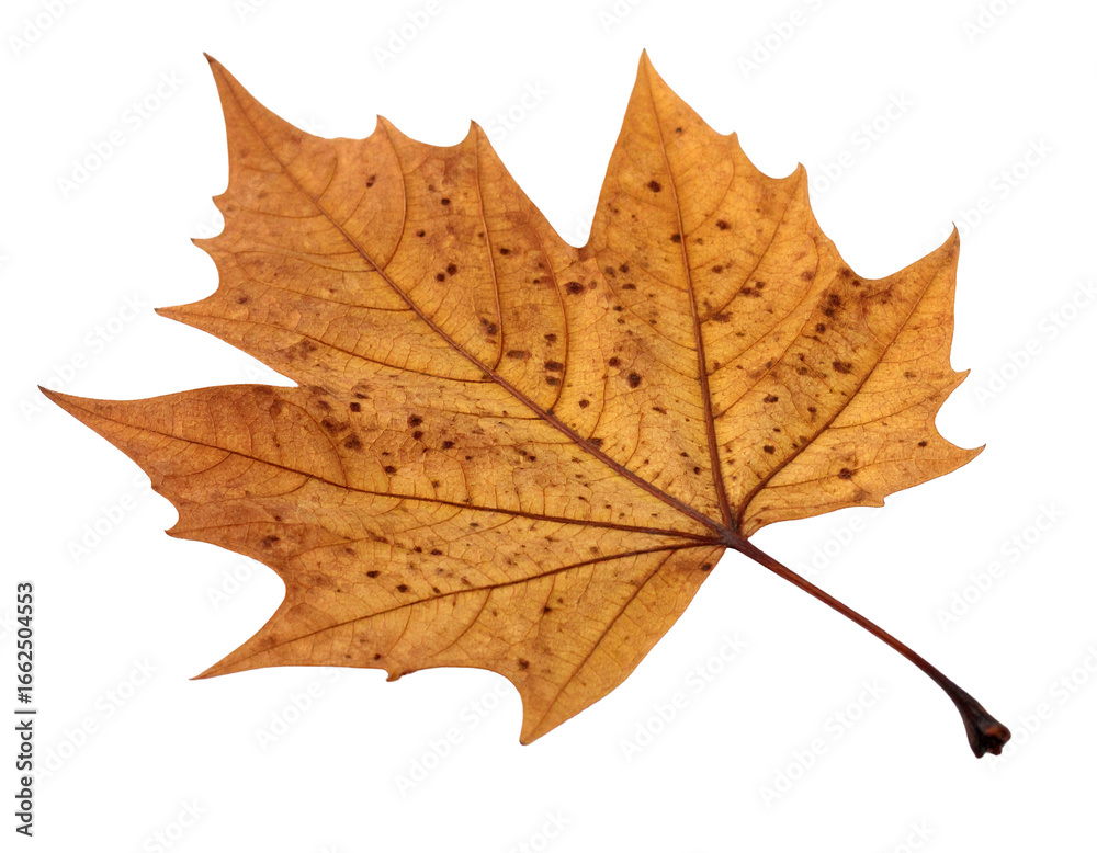 Fototapeta premium An isolated brown autumn leaf with a unique, pointed shape and a prominent stem, on a clean white background.