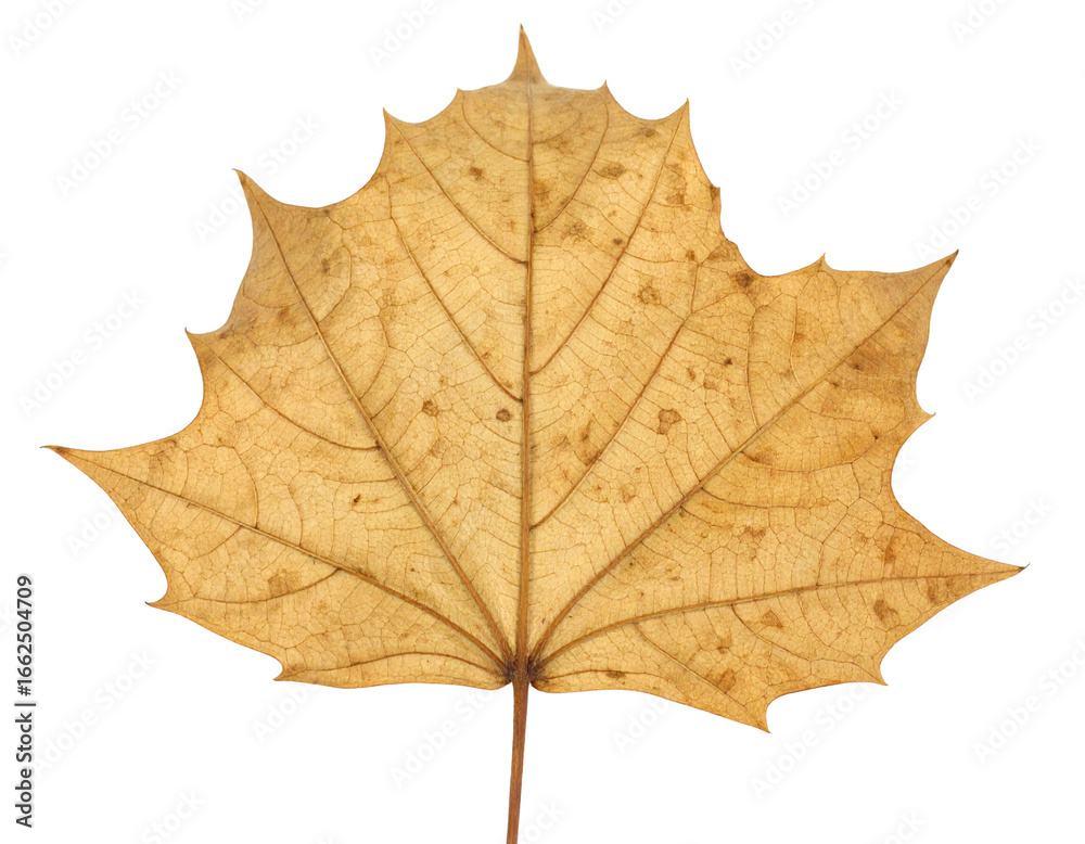 Obraz premium A pale yellow, five-pointed leaf with a textured surface, isolated on a clean white background.