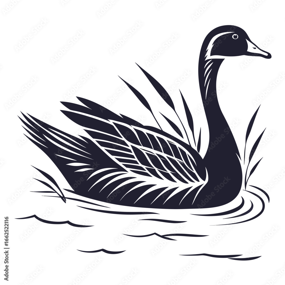 Obraz premium Duck-swimming