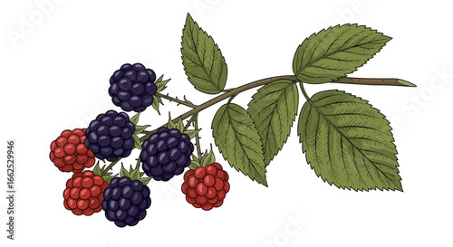 Ripe and unripe wild bramble berries on a branch with serrated leaves and thorny stem close-up illustration