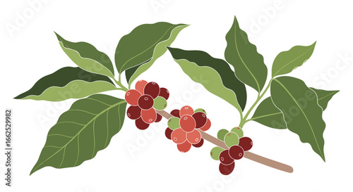 A branch laden with fresh green and red coffee cherries and lush leaves represents the origin of delicious coffee beverages