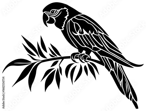 Silhouette of macaw bird