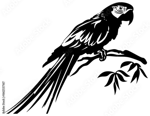Silhouette of macaw bird