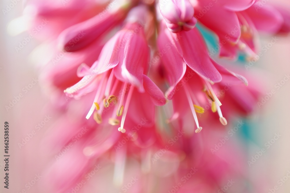 Fototapeta premium Flowers Background Close up Macro Photography of Delicate Pink Flowers Floral Bloom Botanical Beauty
