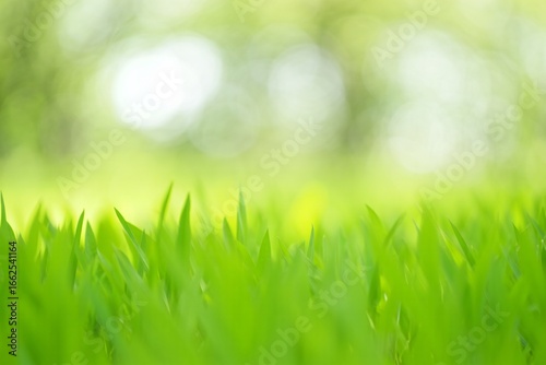 Nature Background Vibrant Green Grass Blades Close Up Soft Focus Nature Background Spring Meadow