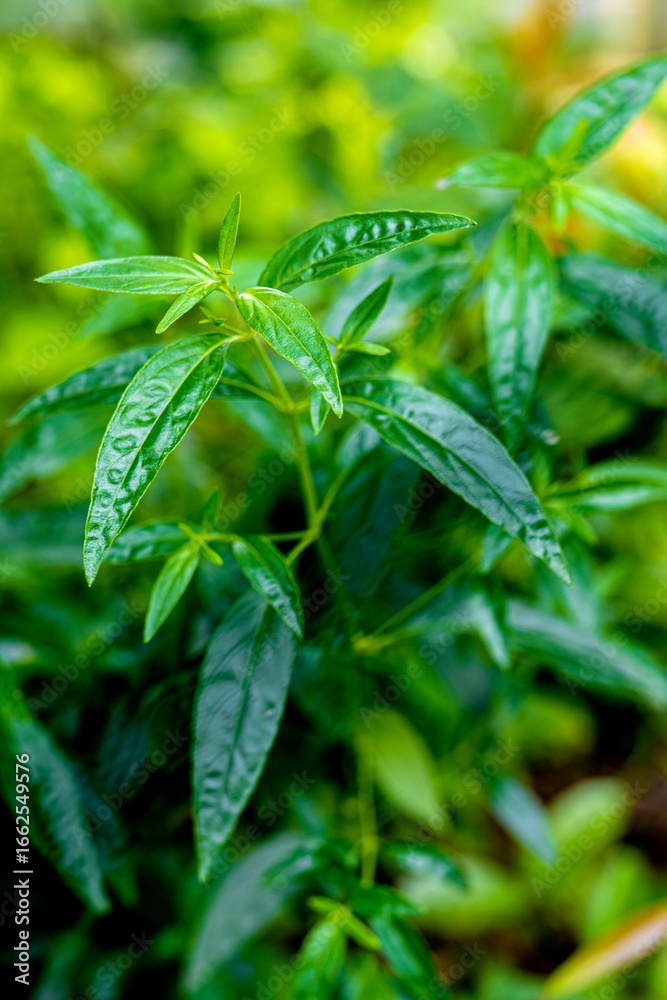 Fototapeta premium Fresh Green Plant Closeup