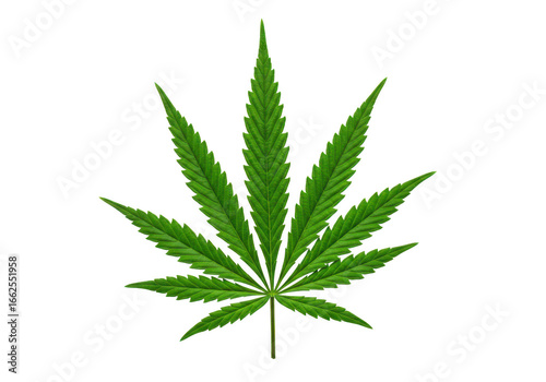 A single green cannabis leaf isolated on a transparent background, representing medical and recreational marijuana