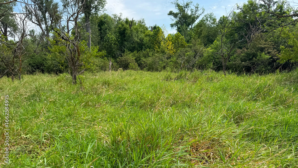 Obraz premium green grass and blue sky