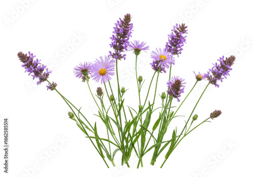 Purple and pink flowers with green leaves isolated on transparent background