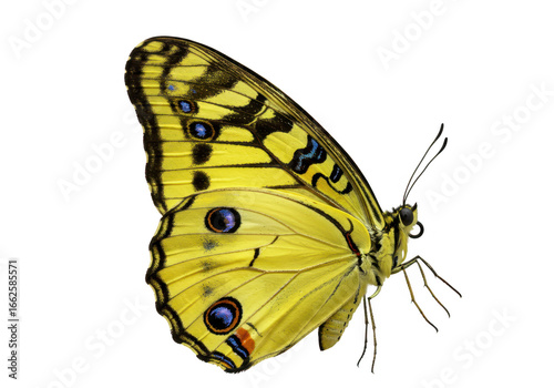 Wallpaper Mural Closeup of a beautiful yellow butterfly with black and blue spots, isolated on transparent background Torontodigital.ca