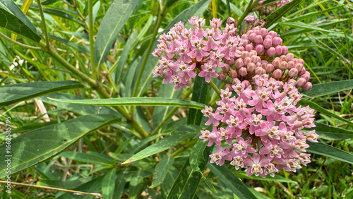 Photos swamp milkweed