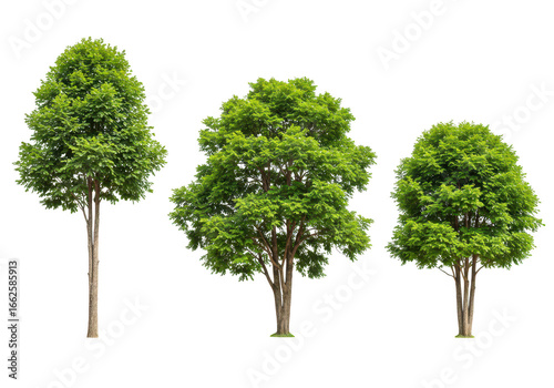 Three green trees with lush foliage isolated on transparent background