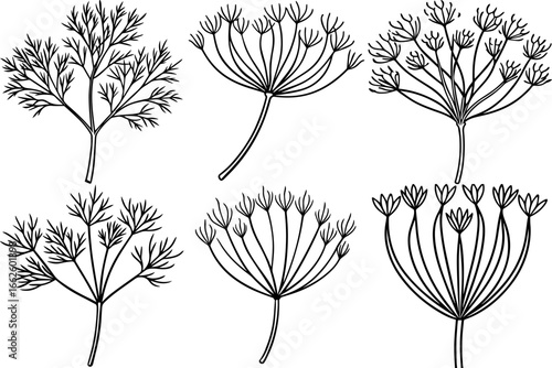 vector illustration of a dill line art set