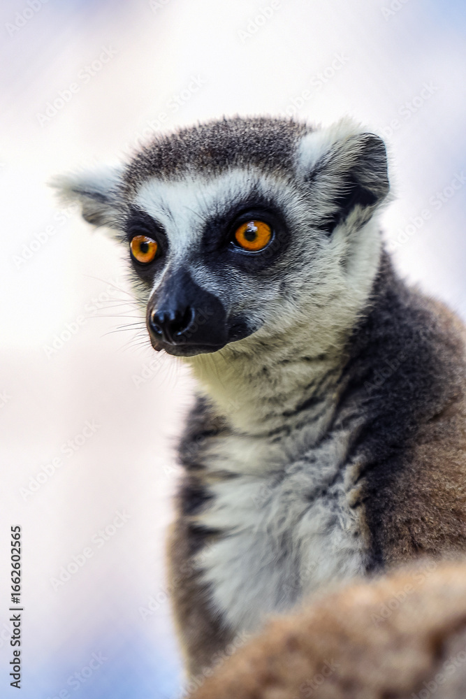 Obraz premium Close-Up of a Ring-Tailed Lemur in Natural Light