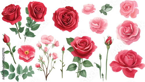 Collection of various red and pink roses and rosebuds with green leaves on a white background