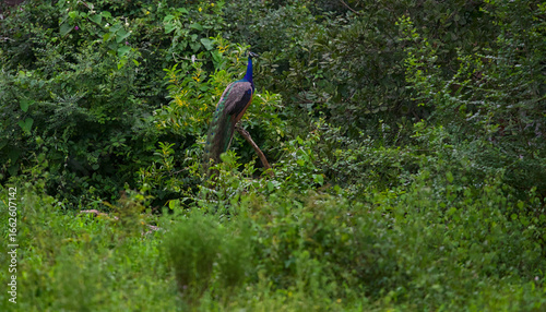 Peacock perched on tree branch