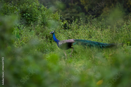 Colorful peacock stock photos